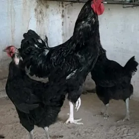 Gigant yumurtga