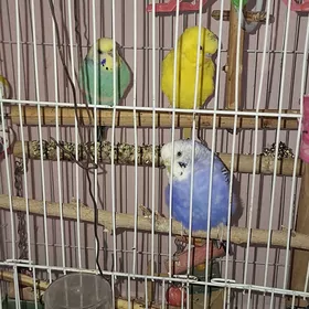 Pabugay