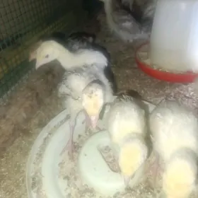 owgan induk juje