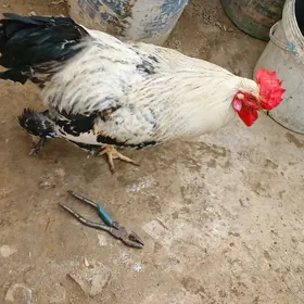 hroz