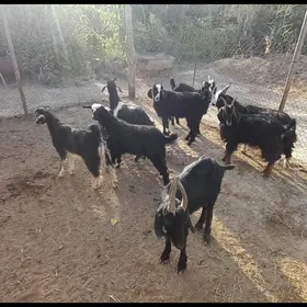 çebiş