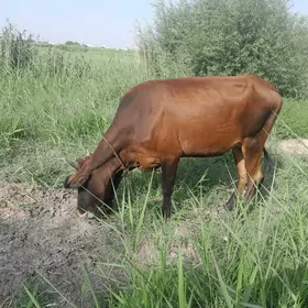 bir guzlan sygyr