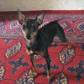 собака