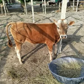 òkiz