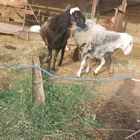 goç