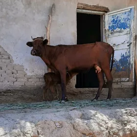 SÜÝDLİJE GOLELİ SYGYR YASMAL