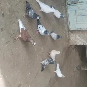 kepderi