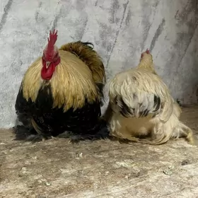 karlik