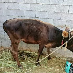 Goleli Sygyr
