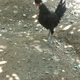 AK telpek horaz