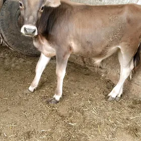 öküz aday mişa