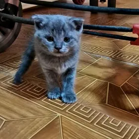 Шотландские вислоухие котята