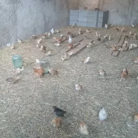 Juyje 40 gunlik