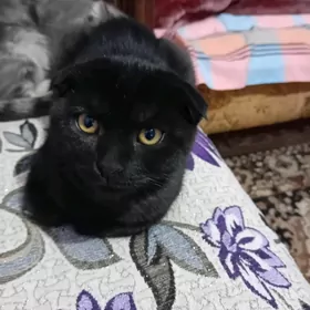 продаётся вислоухий котёнок