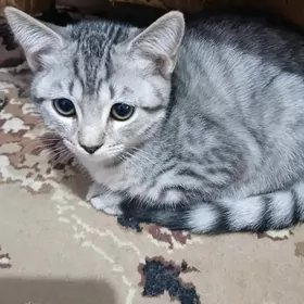 котята шотландские остроушки