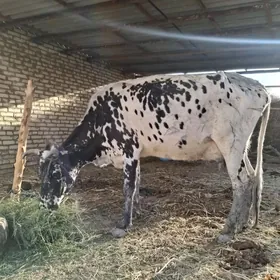 GÖLELİ SYGYR