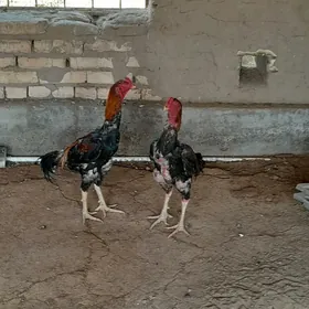 Baýes horozlar