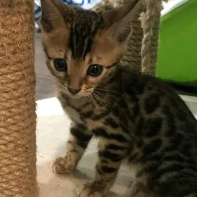 бенгальские котята