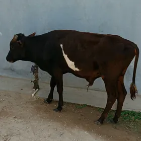 Öküz