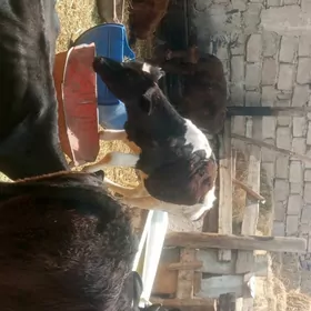 öküzçe tüwe öküz göle