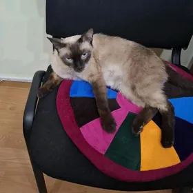 Отдам сиамскую кошечку и котят