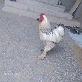 horaz