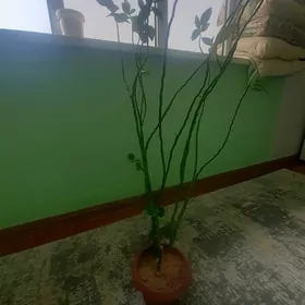Gůl