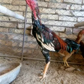 horaz