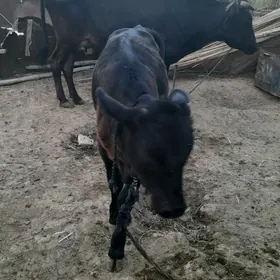 göleli sygyr