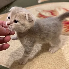 шотландский вислоухий