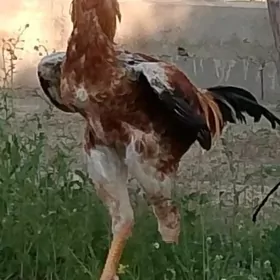 Taşkent horoz