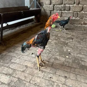 Horaz towuk