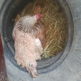 tawuk