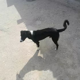 tazi