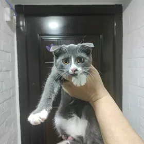 КОШЕЧКА