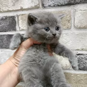 шотландские прямоухие котята