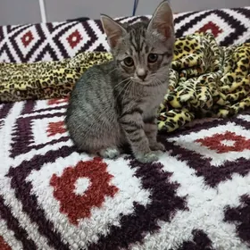 Котята