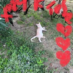 кот