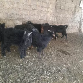 Çebiş