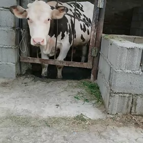 galşdeyn oküz