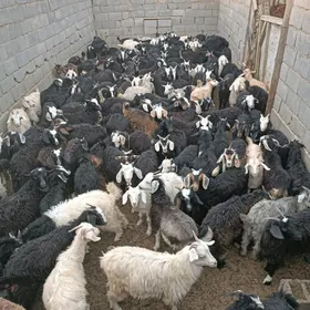 Çewişler