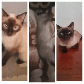 кошка