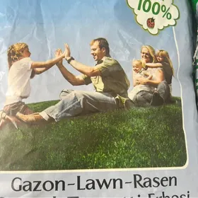 Gazon (Ot tohum)