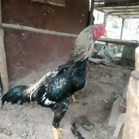 байес хораз