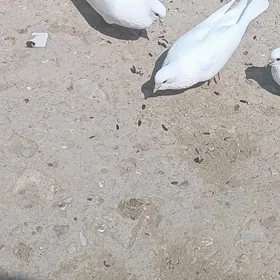 kepderi