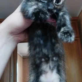 отдам котенка в добрые руки