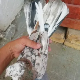 Kepderi