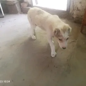 Собачка