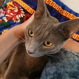 British shorthair