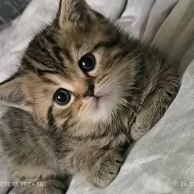 Шотландский котик